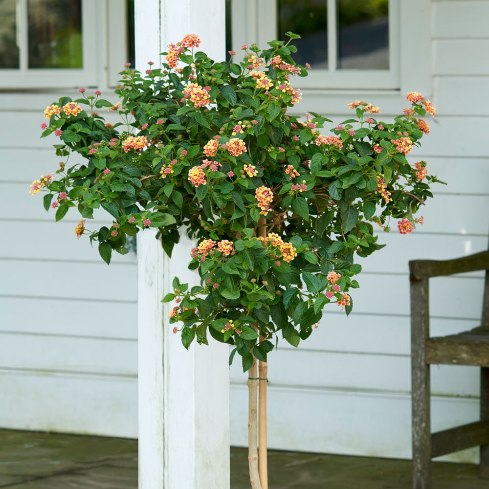 Lantana Confetti™ Topiary