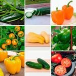  Beginner's Veggie Garden