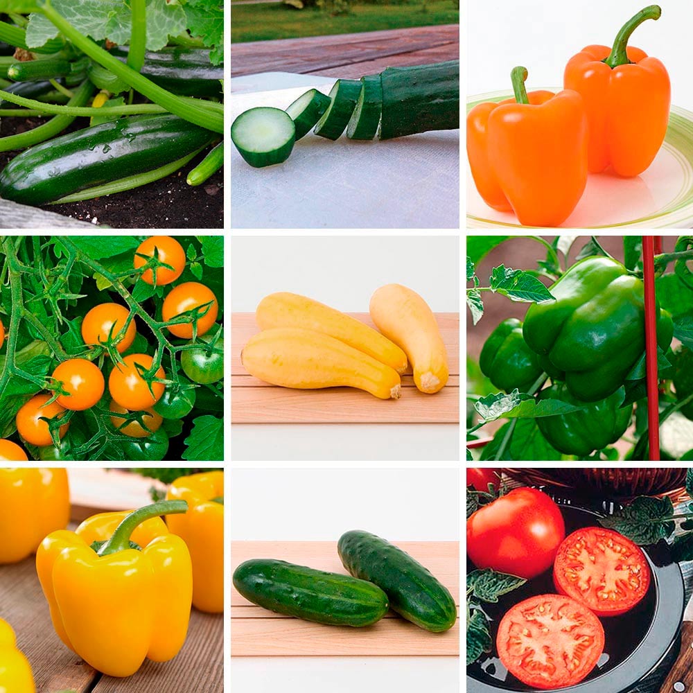 Beginner's Veggie Garden