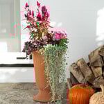  Warm & Fuzzy Fall Container Garden