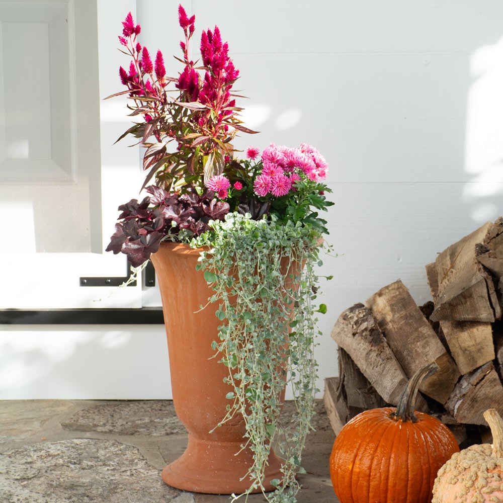 Warm & Fuzzy Fall Container Garden