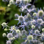 Hard-to-Find Perennials