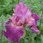  Iris germanica 'Autumn Rose' - Reblooming