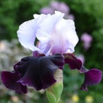  Iris germanica 'Better Together'