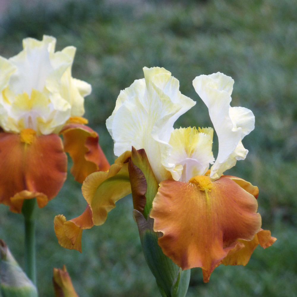 strapless open back dress Honeycomb Bearded Iris