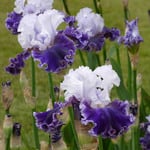  Iris germanica 'Feel The Thunder'