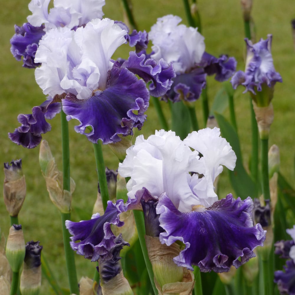Iris germanica 'Feel the Thunder'