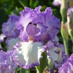  Iris germanica 'Girly Girl' - Reblooming