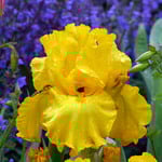  Iris germanica 'Here Comes The Sun'