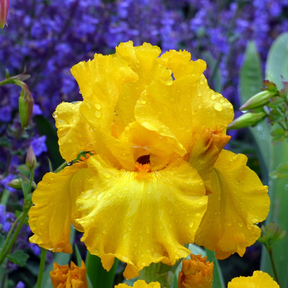 Iris germanica 'Here Comes The Sun'