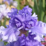  Iris germanica 'Honky Tonk Blues'