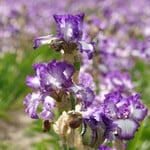  Iris germanica 'Mariposa Autumn' - Reblooming