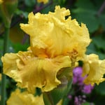  Iris germanica 'Oregon Firestorm' - Reblooming
