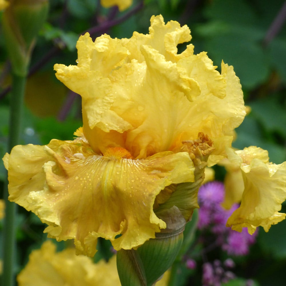 Iris germanica 'Oregon Firestorm' - Reblooming