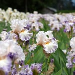  Iris germanica 'Polite Applause'