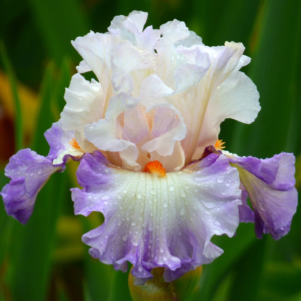 Shop All Plants & Bulbs On Sale