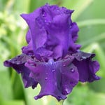  Iris germanica 'Rosalie Figge' - Reblooming