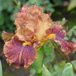  Iris germanica 'Side Line'