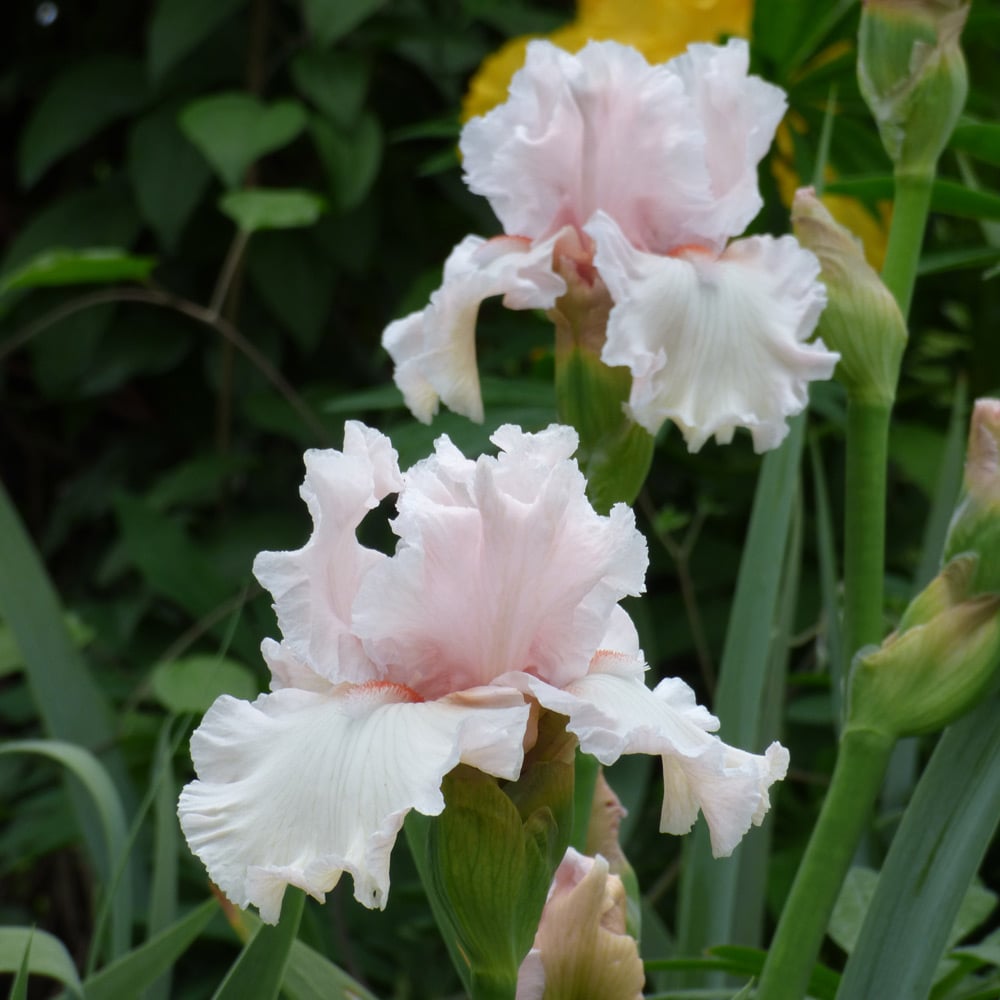Iris germanica 'Society Page'