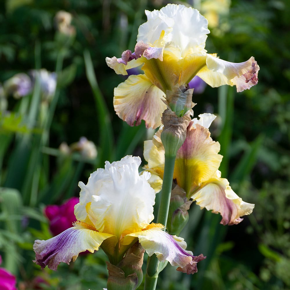 Iris germanica 'Sunrise Splendor'