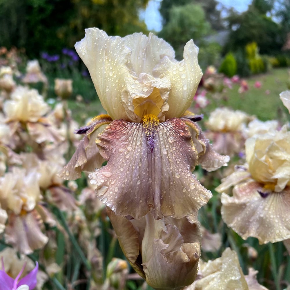 Iris germanica 'Thornbird'
