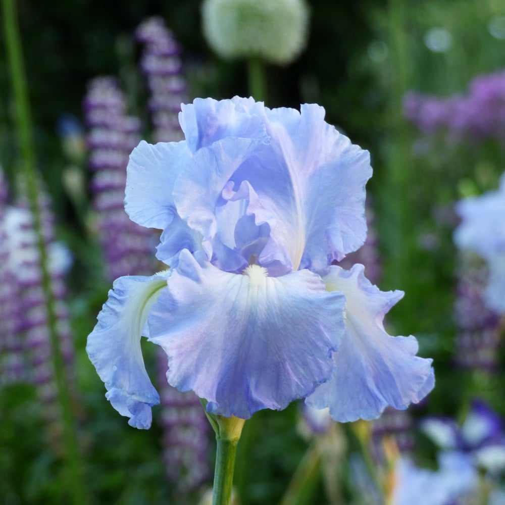 Iris germanica 'Victoria Falls' - Reblooming