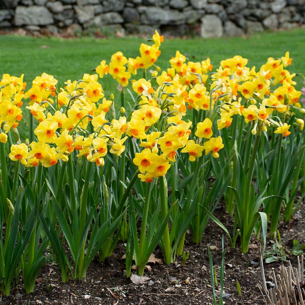 Narcissus 'Castanets'