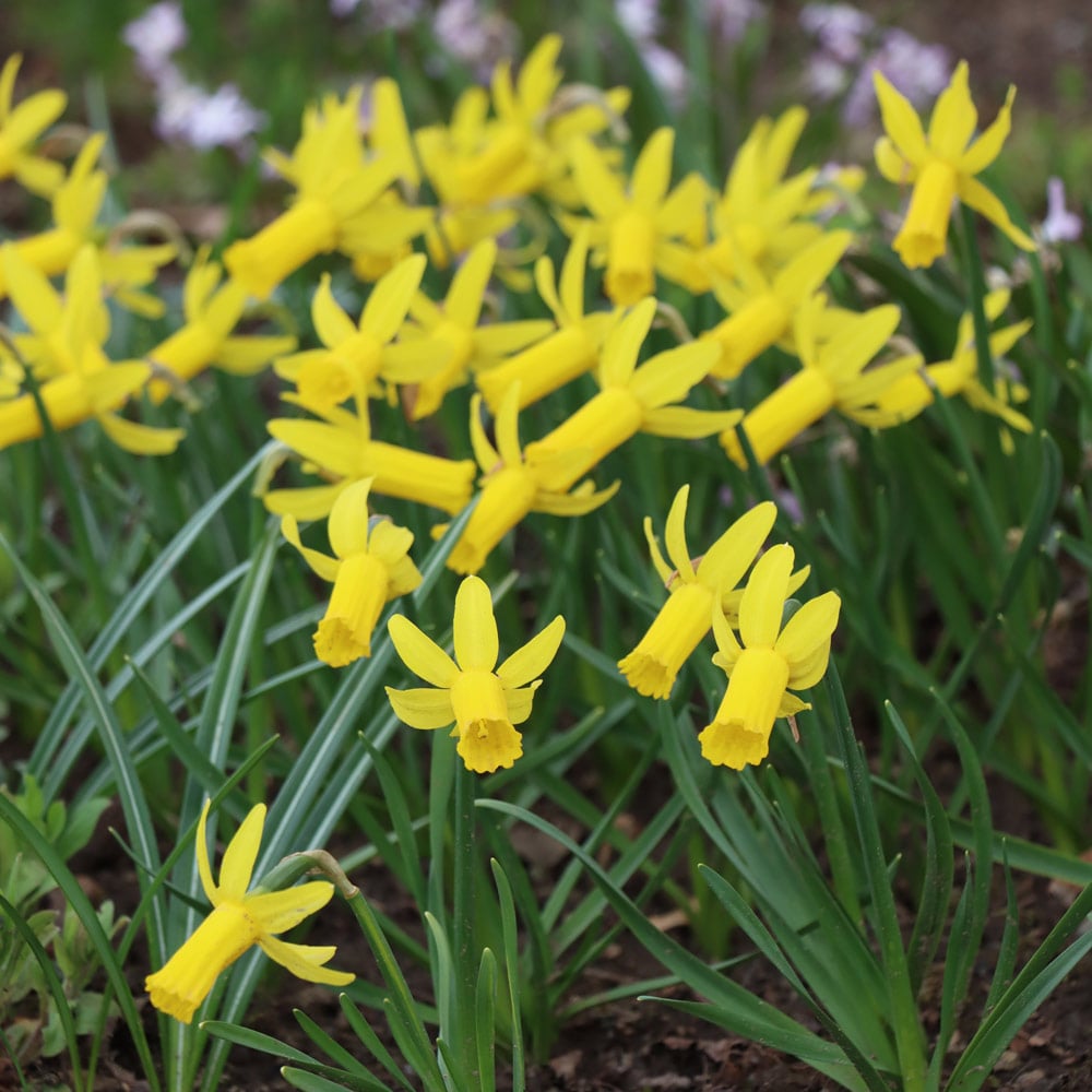 Narcissus 'Englander'