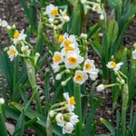  Narcissus 'Gloriosus'