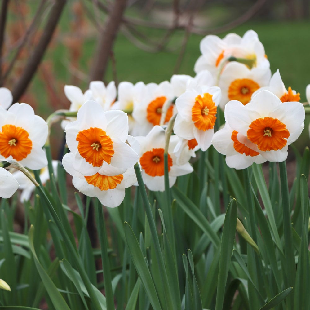 Narcissus 'Jacqueline'