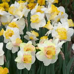  Narcissus 'My Dearest'