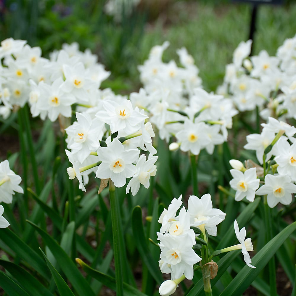 Narcissus 'Polly's Pearl'