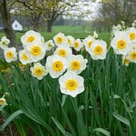Small-Cupped Daffodils