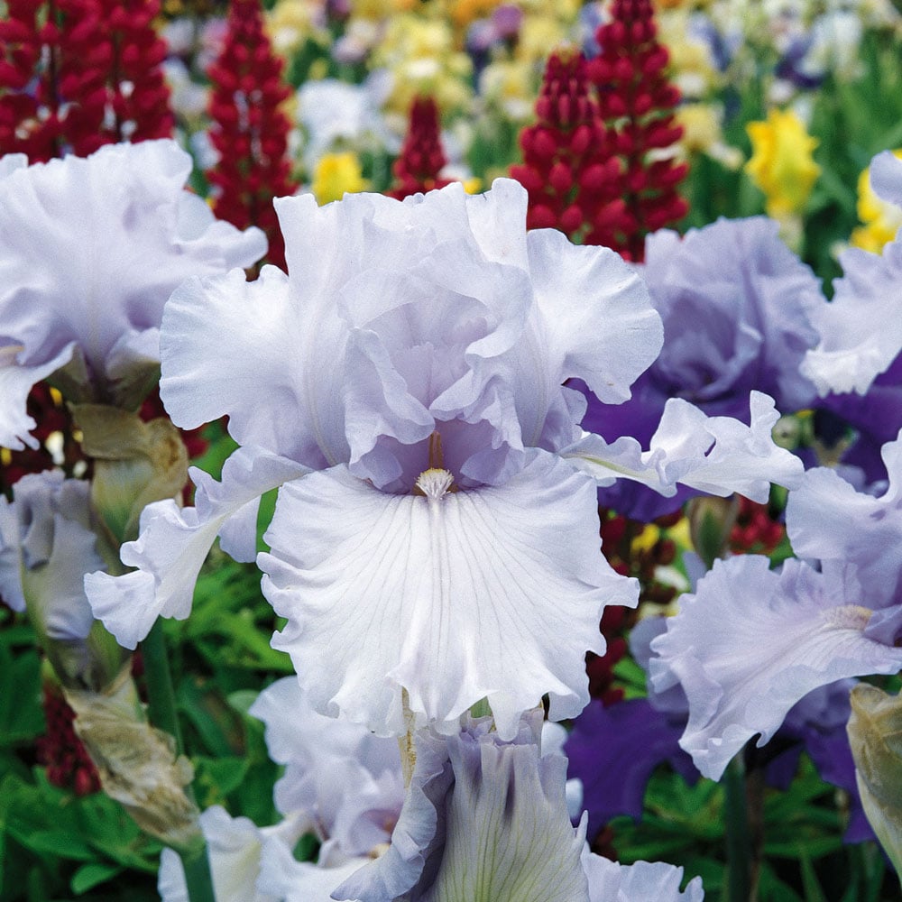 Iris germanica 'Silverado'