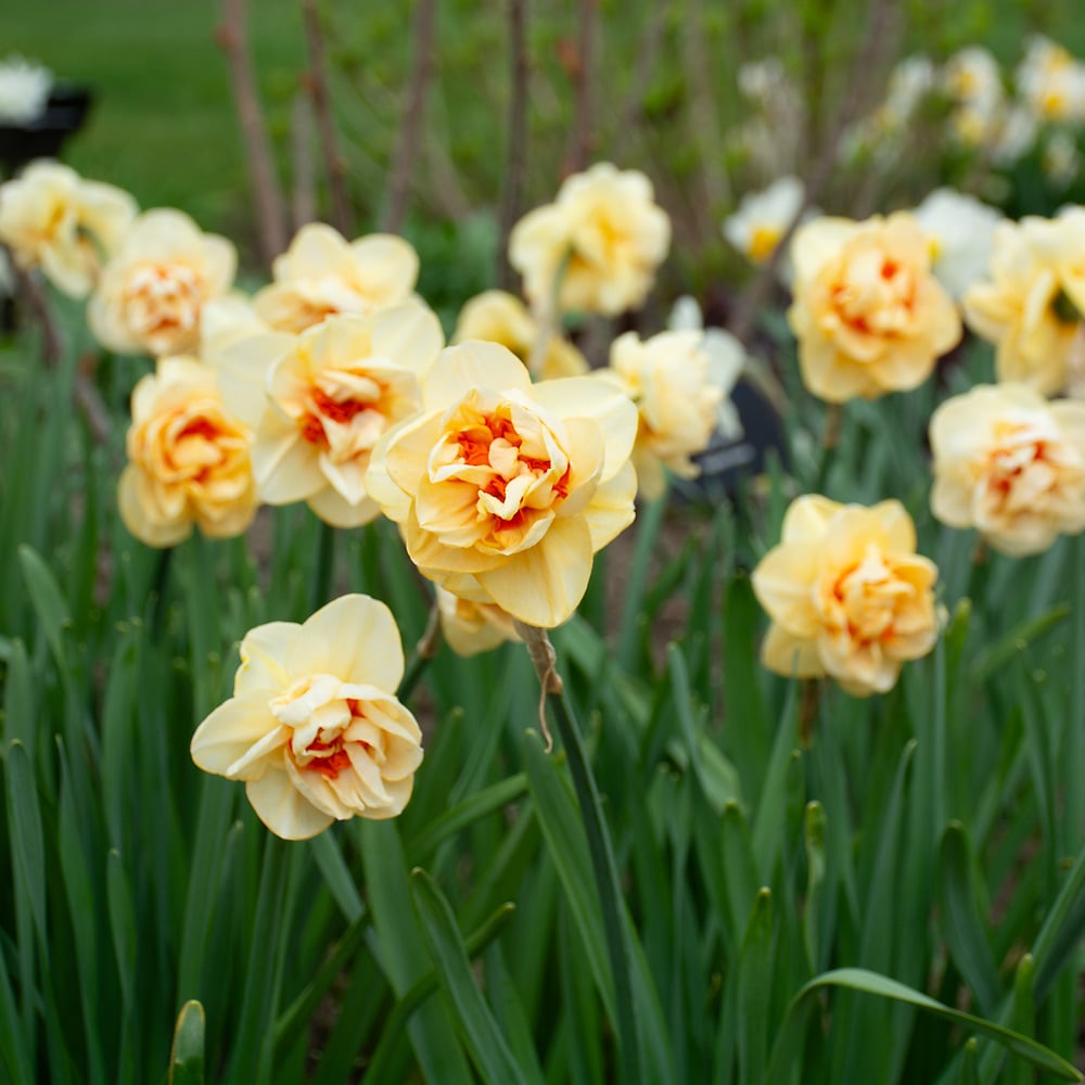 Narcissus 'Waylon'