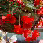  Begonia 'Scarlet Pimpernel' Blackmore & Langdon Trailing Variety