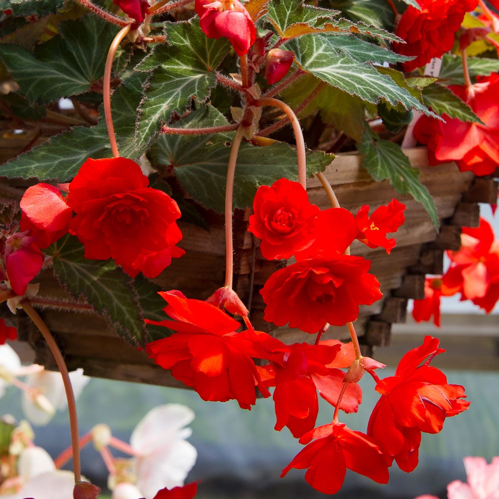 Begonia 'Scarlet Pimpernel' Blackmore & Langdon Trailing Variety
