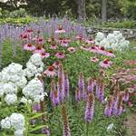  Butterfly Magnet Perennial Collection