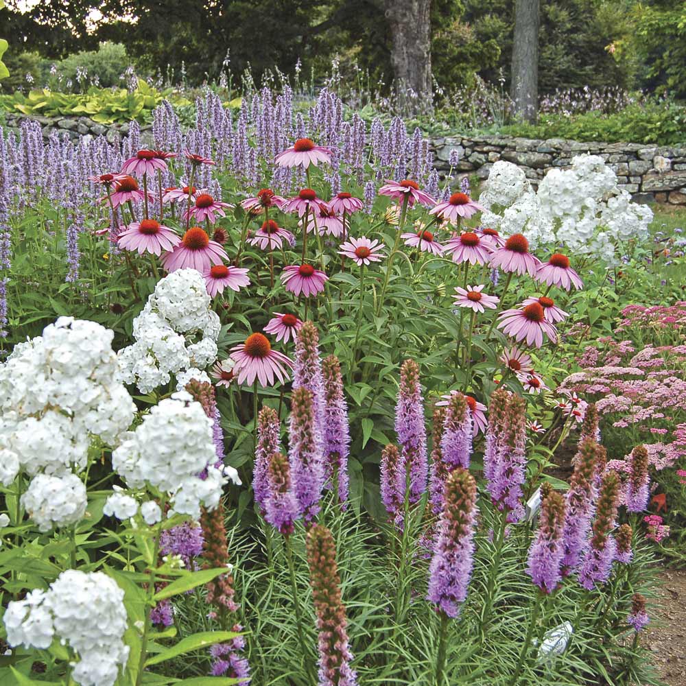 Butterfly Magnet Perennial Collection