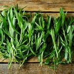  French Tarragon