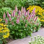  Agastache Beelicious® Pink 