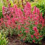  Agastache 'Morello'