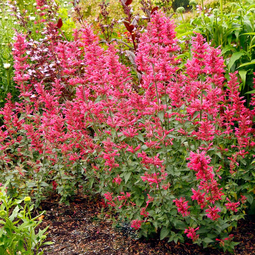 Agastache 'Morello'