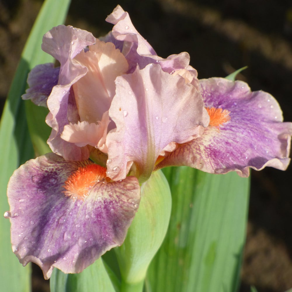 Iris germanica 'McCrae'