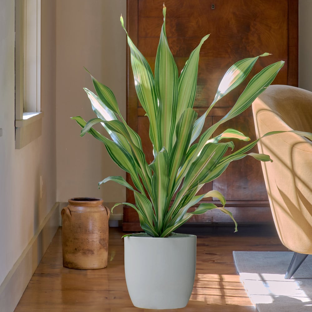 Dracaena 'Marley'