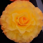  Begonia 'Moira Callan' Blackmore & Langdon