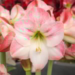  Amaryllis 'Apple Blossom'