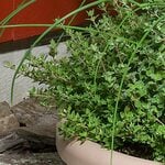  French Thyme