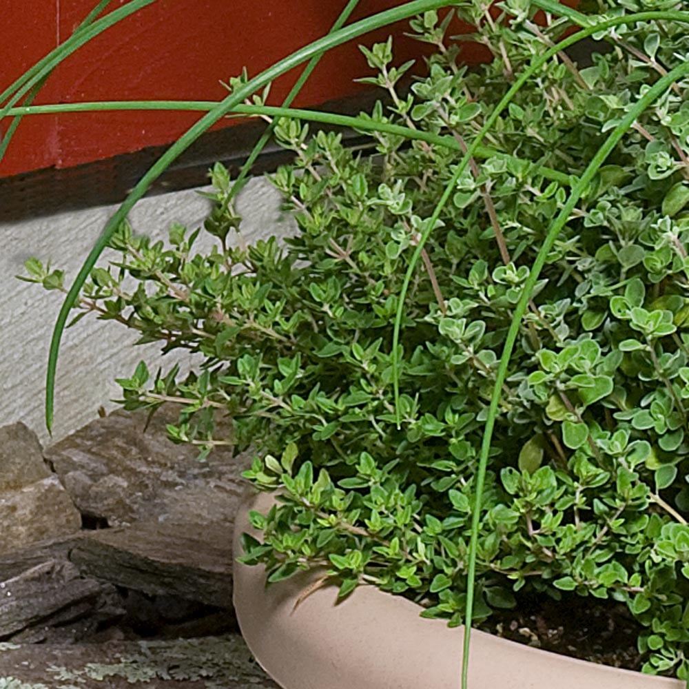 French Thyme