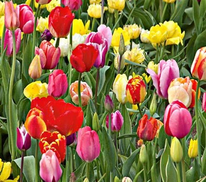 Blue-Ribbon Stretch Mix | White Flower Farm